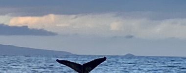 whale-tail